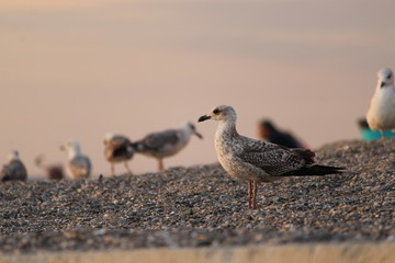 seagull on the beach