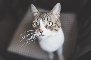 Serious cat portrait on a chair