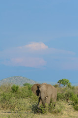 Obraz premium African bush elephant (Loxodonta africana) aka African savanna elephant or African elephant. North West Province. South Africa