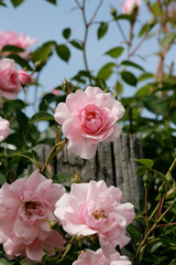 Fleur de rose en gros plan au jardin