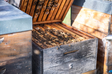 Hives in an apiary with bees flying to the landing boards. Apiculture