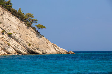 trees growing on rocks near ocean