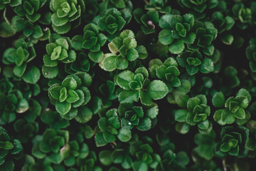 Tropical leaves texture,Abstract nature leaf green texture background.vintage dark tone,picture can used wallpaper desktop.