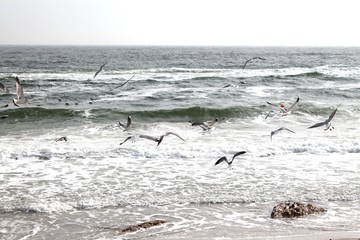 Seagulls on the sea coast of Odessa. Ukraine