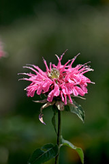 Fleur de monarde rose