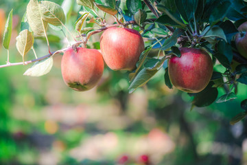red apples on a tree