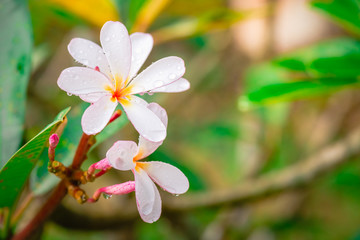White Plumeria flowers with sun light beautiful,flower blooming in the morning.