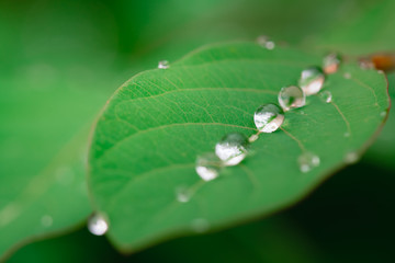 water drops on green leaf