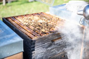 Hives in an apiary with bees flying to the landing boards. Apiculture