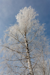 big white birch with hoarfrost on the branches