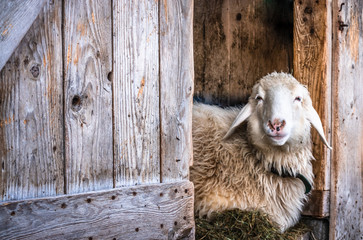 cute sheep
