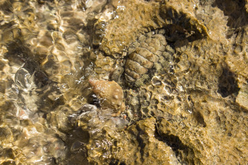 shell and texture of rock