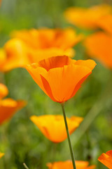 Fototapeta premium Fleur d'eschscholtzia orange dans le jardin en gros plan