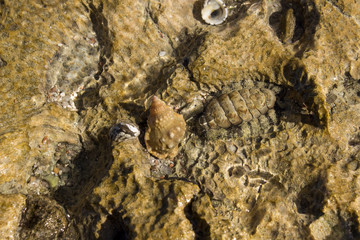 shell on the rock