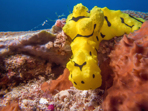 Banana Nudibranch - Aegires Minor