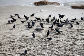 Fototapeta premium Seagulls on the sea coast of Odessa. Ukraine
