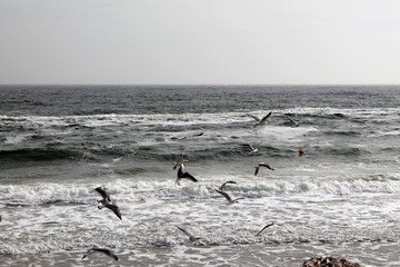 Seagulls on the sea coast of Odessa. Ukraine