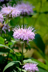 Fleur de monarde rose dans le jardin