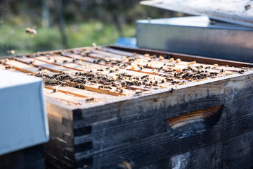 Hives in an apiary with bees flying to the landing boards. Apiculture