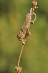Common chameleon (Chamaeleo chamaeleon). Marbella, Andalusia Spain © Jesnofer