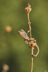 Common chameleon (Chamaeleo chamaeleon). Marbella, Andalusia Spain