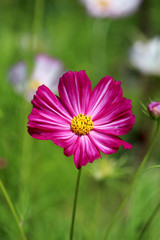 Fototapeta premium Fleur de cosmos dans le jardin