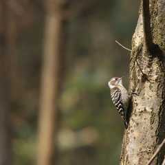コゲラ　Japanese pygmy woodpecker