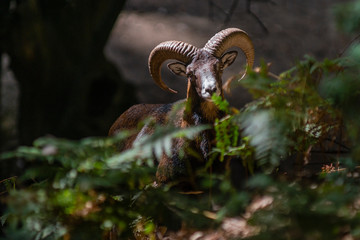 Common or European mouflon (Ovis orientalis musimon). Andalusia. Spain - obrazy, fototapety, plakaty