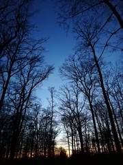 Wald mit Himmel im Sonnenuntergang