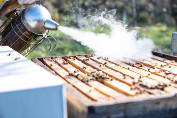 Hives in an apiary with bees flying to the landing boards. Apiculture