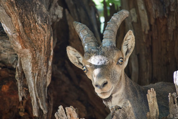 Mountain goat (Capra pyrenaica) in the Sierra de las Nieves, Málaga. Spain