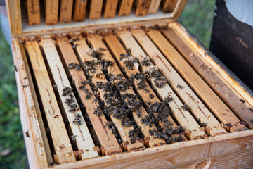 Hives in an apiary with bees flying to the landing boards. Apiculture