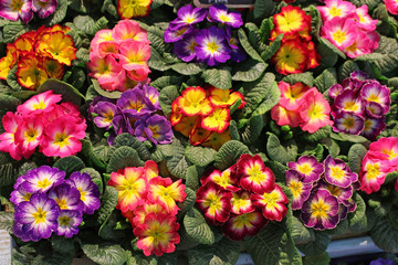 Fleurs de primevères multicolores au jardin