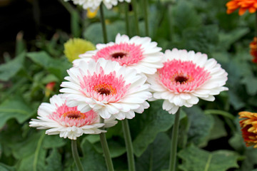 Fleurs de gerberas roses en  bouquet