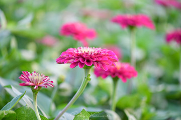 Colorful flower Zinnia in the summer garden