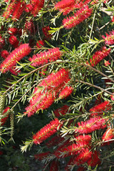 Fleurs  rouges