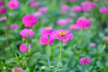 Colorful flower Zinnia in the summer garden
