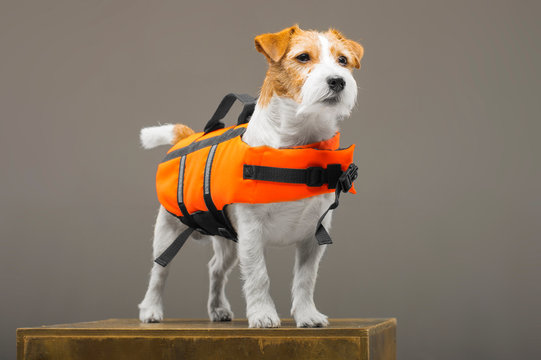 Pedigreed Jack Russell In The Costume Of A Lifeguard Malibu Stands On A Pedestal In The Studio.