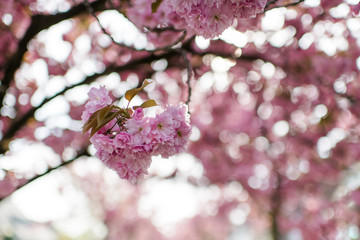 Fototapeta premium Kirschblüten Frühling