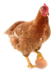 Brown hen isolated.