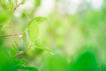 green leaves on a green background