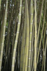 Bambou au jardin