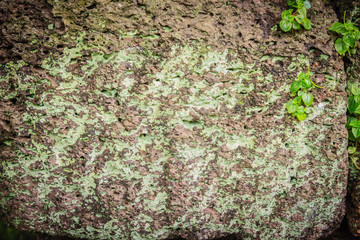 Laterite stone wall with grass and moss growth forming beautiful textured on the surface for background. Old laterite bricks texture with green grass and fresh moss.
