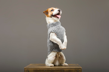 Charming Jack Russell posing in a studio in a warm gray sweater.