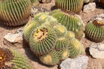 Plante de cactus dans un jardin sec en Espagne
