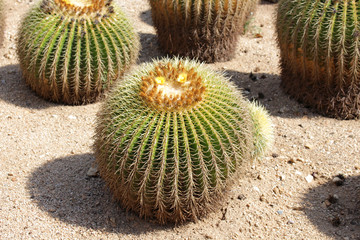 Plante de cactus dans un jardin sec en Espagne © DGFOTO