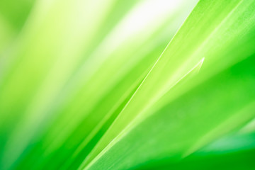 Closeup nature view of green leaf in garden at summer over sunlight with in the morning. Natural green plants using as a background or wallpaper.