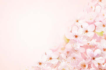 Fototapeta na wymiar Spring blossom/springtime cherry bloom, bokeh flower background, pastel and soft floral card, toned 