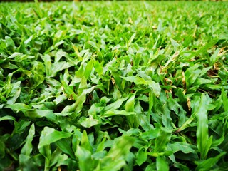 Lush green grass field