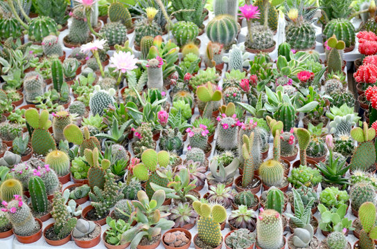 botanic® : cactus et plantes grasses